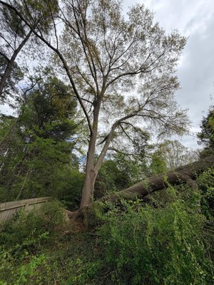 Tree Removal & Land clearing - A large hardwood came down along this customer's property line, leaning into the yard and creating a serious hazard. Our team at P&A Tree Services responded quickly, safely removed the fallen tree along with several additional trees on the property, and fully cleared the site — leaving it open, accessible, and ready for its next use. Stump grinding to follow as the final step.
From storm damage to a clean, finished property — this is what precision, care, and professionalism look like on every job.
📞 Free estimates available. Call (984) 397-5596 or email p.and.a.treeservices@gmail.com | Raleigh & Wake County, NC Tree Removal & Land clearing - A large hardwood came down along this customer's property line, leaning into the yard and creating a serious hazard. Our team at P&A Tree Services responded quickly, safely removed the fallen tree along with several additional trees on the property, and fully cleared the site — leaving it open, accessible, and ready for its next use. Stump grinding to follow as the final step.
From storm damage to a clean, finished property — this is what precision, care, and professionalism look like on every job.
📞 Free estimates available. Call (984) 397-5596 or email p.and.a.treeservices@gmail.com | Raleigh & Wake County, NC