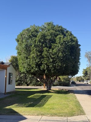 Tree Trimming - Tree trimming