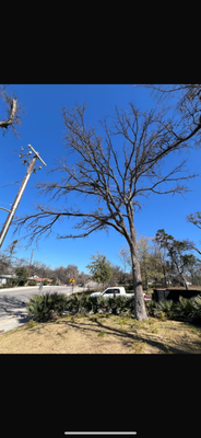 “Removed ball moss from the cedar elm.” - “I eliminated the ball moss by manually detaching each cluster from the tree limbs and trimming back branches that were heavily covered. This method helps the cedar elm get better airflow and sunlight, reducing stress on the tree. All moss and branch debris were collected and removed from the property.” “Removed ball moss from the cedar elm.” - “I eliminated the ball moss by manually detaching each cluster from the tree limbs and trimming back branches that were heavily covered. This method helps the cedar elm get better airflow and sunlight, reducing stress on the tree. All moss and branch debris were collected and removed from the property.”