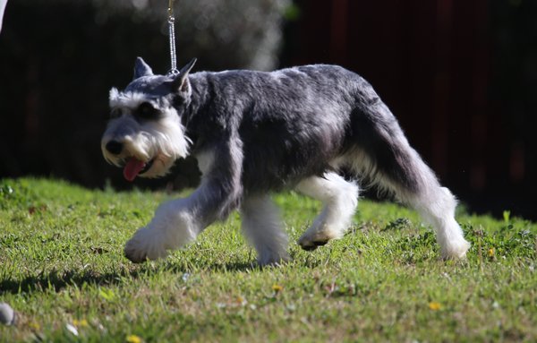IABCA UKC CH Abelard von Rose Lane - Amazing pups that will bring love and joy to your family! IABCA UKC CH Abelard von Rose Lane - Amazing pups that will bring love and joy to your family!
