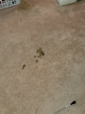 Carpet cleaning - These are the before and after pictures of stain removal. Carpet cleaning - These are the before and after pictures of stain removal.