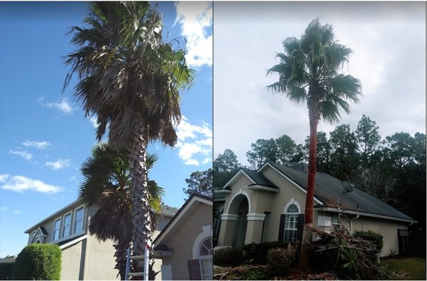 Palm Tree Debooting & Dead Tree Removal - This is one of three palm trees that we debooted all the way up the tree and removed all dead pieces. Elsewhere on the property, we removed a dead tree. Palm Tree Debooting & Dead Tree Removal - This is one of three palm trees that we debooted all the way up the tree and removed all dead pieces. Elsewhere on the property, we removed a dead tree.