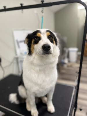 Body trim - Remington was a sweet girl & really enjoyed the drying process! Body trim - Remington was a sweet girl & really enjoyed the drying process!