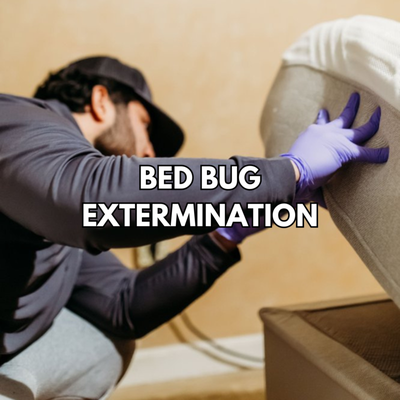 Bed Bug Extermination - At Green Shield Pest Solutions we help you first prepare for a bed bug service with our easy-to-follow prep sheet.  We then schedule a time for us to inspect to ensure bed bugs are present.  We can usually treat that day, using a high-end product to knock down bed bugs and prevent them from returning.  This typically involves a few planned visits to break their life cycle and kick them out for good!