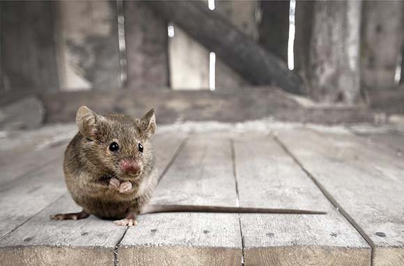 Rodent Control & Prevention - At Simple Pest, we customize every rodent control plan to fit your property, your family, and the way you live. As the seasons shift, rodents like mice and rats become increasingly determined to find warmth, food, and shelter in and around your property. Our proactive, year-round approach keeps you covered before an infestation has a chance to take hold, giving homeowners and businesses the peace of mind they deserve.
We offer both eco-friendly organic and synthetic treatment options, so you can choose the solution that aligns with your values and your needs. Every service is built around our Tri-Zone™ Defense, a three-layer protective strategy that works from the outside in. We start at your fence line, move through your yard, and finish at the foundation of your property, targeting entry points and harborage areas at every level to cut off access before rodents ever make it inside.
At Simple Pest, we stand behind every service with our pest free guarantee. If rodents return we come back until the problem is fully resolved. That is the Simple Standard and the commitment we make to every customer we serve. Rodent Control & Prevention - At Simple Pest, we customize every rodent control plan to fit your property, your family, and the way you live. As the seasons shift, rodents like mice and rats become increasingly determined to find warmth, food, and shelter in and around your property. Our proactive, year-round approach keeps you covered before an infestation has a chance to take hold, giving homeowners and businesses the peace of mind they deserve.
We offer both eco-friendly organic and synthetic treatment options, so you can choose the solution that aligns with your values and your needs. Every service is built around our Tri-Zone™ Defense, a three-layer protective strategy that works from the outside in. We start at your fence line, move through your yard, and finish at the foundation of your property, targeting entry points and harborage areas at every level to cut off access before rodents ever make it inside.
At Simple Pest, we stand behind every service with our pest free guarantee. If rodents return we come back until the problem is fully resolved. That is the Simple Standard and the commitment we make to every customer we serve.