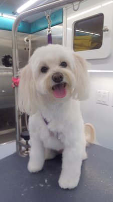 Poppy's Makeover - Poppy was told she was to hyper to be groomed, but we did great. She is a little bouncy but she calmed right down and we were all done in about an hour. Good Job Poppy!!! Poppy's Makeover - Poppy was told she was to hyper to be groomed, but we did great. She is a little bouncy but she calmed right down and we were all done in about an hour. Good Job Poppy!!!