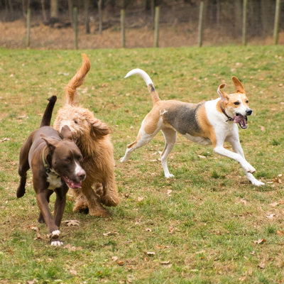 Lucky Dog Boarding - We have multiple boarding options at Lucky Dog! Our upstate Dog Camp is our premier option, giving your pup 15 acres of land to run and play on with other dogs. We do multiple hikes per day for optimal exercise. All dogs are grouped by weight and temperament.
In addition, we have two facilities within the NYC metro area and offer in-home boarding visits. Head to our website to learn more about each option and view pricing. Lucky Dog Boarding - We have multiple boarding options at Lucky Dog! Our upstate Dog Camp is our premier option, giving your pup 15 acres of land to run and play on with other dogs. We do multiple hikes per day for optimal exercise. All dogs are grouped by weight and temperament.
In addition, we have two facilities within the NYC metro area and offer in-home boarding visits. Head to our website to learn more about each option and view pricing.