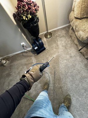 Deep cleaning carpets with a couple indoor/outdoor dogs - Carpets didn’t seem too bad but that brown color can be deceptive. We cleaned whole house, some photos are of the room and others of the living room.
This project didn’t require pet for treatment as these god boys are trained, but large indoor/outdoor Labs track in a lot of dust! Deep cleaning carpets with a couple indoor/outdoor dogs - Carpets didn’t seem too bad but that brown color can be deceptive. We cleaned whole house, some photos are of the room and others of the living room.
This project didn’t require pet for treatment as these god boys are trained, but large indoor/outdoor Labs track in a lot of dust!