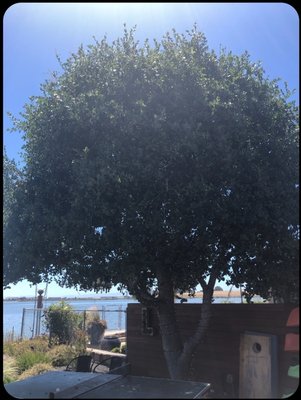 tree restoration - tree restoration  the Before and after