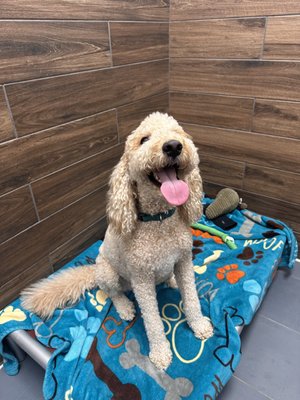 Boarding Services - We offer boarding services at Camp Bow Wow as well. Each camper is assigned to a cabin, which come in three different sizes to make your pup feel right at home. We also have 3 larger luxury suites with cameras inside, so you can check in on your pup no matter the time! A standard cabin is $70 a night and includes a bed, blanket and food & water bowls. Making your pup comfortable is our top priority, so Pet Parents are welcome to bring any toys, beds or blankets their pups love. No extra fees for medication administration or feeding. Our boarders still get ALL DAY PLAY like our day campers. Boarding Services - We offer boarding services at Camp Bow Wow as well. Each camper is assigned to a cabin, which come in three different sizes to make your pup feel right at home. We also have 3 larger luxury suites with cameras inside, so you can check in on your pup no matter the time! A standard cabin is $70 a night and includes a bed, blanket and food & water bowls. Making your pup comfortable is our top priority, so Pet Parents are welcome to bring any toys, beds or blankets their pups love. No extra fees for medication administration or feeding. Our boarders still get ALL DAY PLAY like our day campers.
