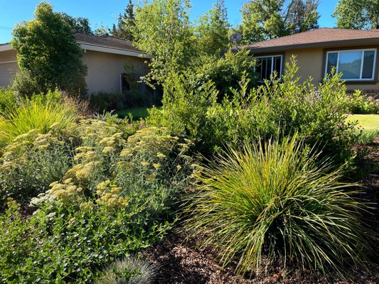 Plants - CA native and other low-maintenance and drought-tolerant plants. Photos from our projects and recently planted, not fully grown yet. Plants - CA native and other low-maintenance and drought-tolerant plants. Photos from our projects and recently planted, not fully grown yet.
