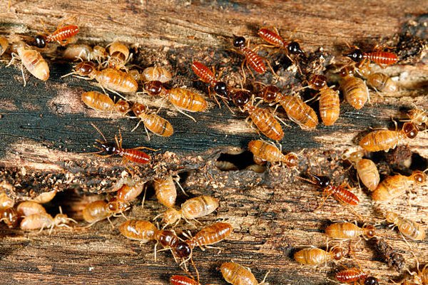 Termite Control - 614-367-9000 - Termites can cause significant damage to your property if left unchecked. At TORCO Termite and Pest Control Company, we specialize in comprehensive termite control services to protect your home or business from these destructive pests. Our expert team uses advanced detection methods and proven treatment techniques to identify and eliminate termite infestations effectively. With decades of experience and a deep understanding of termite behavior, we tailor our solutions to meet your specific needs, ensuring long-lasting protection. From thorough inspections to targeted treatments, we provide peace of mind with a commitment to safeguarding your investment. Trust TORCO to defend your property against termites with our unmatched expertise and dedication to excellence. Termite Control - 614-367-9000 - Termites can cause significant damage to your property if left unchecked. At TORCO Termite and Pest Control Company, we specialize in comprehensive termite control services to protect your home or business from these destructive pests. Our expert team uses advanced detection methods and proven treatment techniques to identify and eliminate termite infestations effectively. With decades of experience and a deep understanding of termite behavior, we tailor our solutions to meet your specific needs, ensuring long-lasting protection. From thorough inspections to targeted treatments, we provide peace of mind with a commitment to safeguarding your investment. Trust TORCO to defend your property against termites with our unmatched expertise and dedication to excellence.