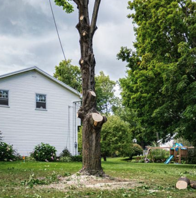 Tree Services - Expert Tree Services and Maintenance Solutions
Our tree trimming services ensure your trees remain healthy and aesthetically pleasing. We also specialize in safe and efficient tree removal to enhance your landscape.
Expert Tree Trimming
Enhance the health and appearance of your trees with our precise trimming services.
Safe Tree Removal
We safely remove unwanted trees, ensuring your property remains beautiful and hazard-free. Tree Services - Expert Tree Services and Maintenance Solutions
Our tree trimming services ensure your trees remain healthy and aesthetically pleasing. We also specialize in safe and efficient tree removal to enhance your landscape.
Expert Tree Trimming
Enhance the health and appearance of your trees with our precise trimming services.
Safe Tree Removal
We safely remove unwanted trees, ensuring your property remains beautiful and hazard-free.