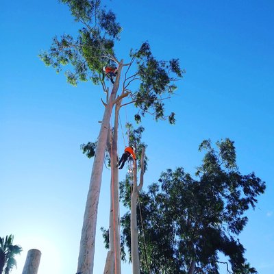 Eucalyptus Tree Removal in a High School in Riverside - We were hired by Arlington High School in the city of Riverside to remove these 3  large Eucalyptus trees. They needed to remove them to place a large Cell phone tower in that location.