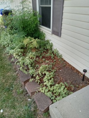 before and after flower bed cleaning - we are gladly satisfied with this project. went from 0 to 100 very quick at the end we were very satisfied with the results and so was out dearest customer! before and after flower bed cleaning - we are gladly satisfied with this project. went from 0 to 100 very quick at the end we were very satisfied with the results and so was out dearest customer!