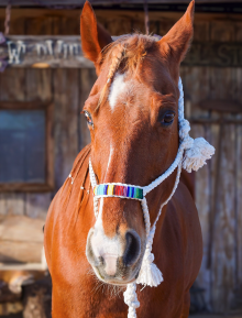 Meet Our Horses - Meet our horses here at Wild Wind Ranch! Each horse is a special part of our family and has their own quirky personality. Come see for yourself! Meet Our Horses - Meet our horses here at Wild Wind Ranch! Each horse is a special part of our family and has their own quirky personality. Come see for yourself!