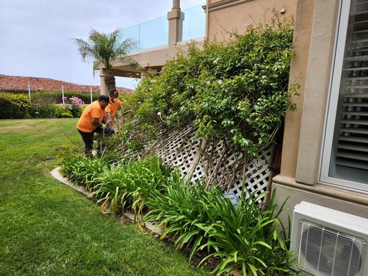 Overgrown lattice removal that was blown down by the wind. - Junk Tigers Hauling and Demolition is Orange County's # 1 choice for junk Hauling and Demolition! Call or text (949) 842-4688 and get your junk hauled away, today!