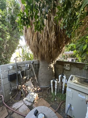 Palm Tree removal from the roots - This project includes the Palm tree removal, pool restoration and concrete installation…. Plus a new addition of tile.
We are blessed to provide work for our hardworking family. I just want to say thank you to our clients for allowing Divine Outdoor Services to care for their homes. Palm Tree removal from the roots - This project includes the Palm tree removal, pool restoration and concrete installation…. Plus a new addition of tile.
We are blessed to provide work for our hardworking family. I just want to say thank you to our clients for allowing Divine Outdoor Services to care for their homes.