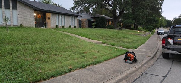 In the rain - September 24, 2025... in Farmers Branch - Yard was fairly high but no match for O.M.W.  Landscaping ! In the rain.