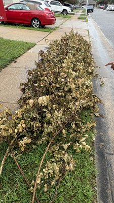 Yard Debris & Branch Removal - Yard Debris & Branch Removal
Removed and hauled away a large pile of branches and yard debris from the customer’s property. The area was cleared and cleaned up before leaving.