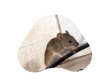Rodent Control - Rodents are the most challenging pests to control because of their habits and biology. They also pose the greatest danger to your home or office and are a serious menace when they infest your property. Rats and mice spread diseases, contaminate food sources, and cause damage to property. Pest Lab is a locally owned company that understands the seriousness of the rodent problem its clients face and have developed the perfect mice and rat control solution for residential and commercial properties.When you are dealing with a rat or mouse problem, our removal expert can use either lethal or non-lethal techniques that include habitat modification, exclusion, and trapping to get rid of them. We identify the problem, listen to you, and find the most effective technique to deal with the problem. Rodent Control - Rodents are the most challenging pests to control because of their habits and biology. They also pose the greatest danger to your home or office and are a serious menace when they infest your property. Rats and mice spread diseases, contaminate food sources, and cause damage to property. Pest Lab is a locally owned company that understands the seriousness of the rodent problem its clients face and have developed the perfect mice and rat control solution for residential and commercial properties.When you are dealing with a rat or mouse problem, our removal expert can use either lethal or non-lethal techniques that include habitat modification, exclusion, and trapping to get rid of them. We identify the problem, listen to you, and find the most effective technique to deal with the problem.