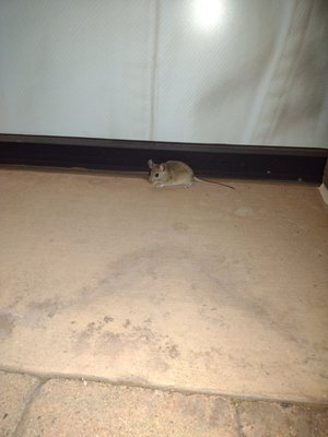 Pest Control - Say goodbye to unwanted guests with our expert pest control services. We specialize in safe, effective removal of rodents, scorpions, bed bugs, insects, and termites, other household pests. Whether you're dealing with an infestation or want year-round pest prevention, our licensed technicians have you covered. Protect your home or business with trusted rodent control, scorpion extermination, and custom pest management plans. We are licensed and insured. Call today for a quote! Pest Control - Say goodbye to unwanted guests with our expert pest control services. We specialize in safe, effective removal of rodents, scorpions, bed bugs, insects, and termites, other household pests. Whether you're dealing with an infestation or want year-round pest prevention, our licensed technicians have you covered. Protect your home or business with trusted rodent control, scorpion extermination, and custom pest management plans. We are licensed and insured. Call today for a quote!