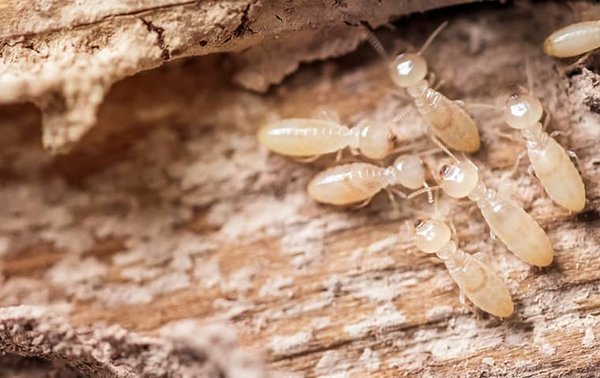Termite Control Services - Miche Pest Control provides termite control services in Washington DC, Maryland, and Northern Virginia. We get rid of termites fast by combining termite bait stations with direct treatment of areas with termite damage and live termites, providing fast relief from termite infestations as well as lasting protection from existing and future termite populations. 

Included in your first termite control service from Miche Pest Control:
* Spot Treatment Of Areas With Termite Damage
* Spot Treatment Of Areas With Live Termites
* Installation Of Termite Bait Stations For Lasting Protection

This service plan provides year round protection from subterranean termites. We use products that are registered with the EPA, and labeled for use around homes, hospitals, day cares, and pet kennels. The first service is designed to get rid of an existing termite infestation, and immediately starts working to keep termites from coming back after they've been eliminated. The bait stations are loaded with enough bait to last a year - that's why we do at least one service per year, and more if you need. If you're having issues with termites in between regular services, just let us know and we'll go back out in between services at no extra cost.