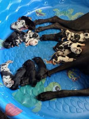 Mothers day litter - We had 16 puppies born on Mother's Day 2023. FIve all black, six merles, and five harlequins. This is Feoia's first litter. She was a good mom. We started to help her feed them after two days, it was fun. Mothers day litter - We had 16 puppies born on Mother's Day 2023. FIve all black, six merles, and five harlequins. This is Feoia's first litter. She was a good mom. We started to help her feed them after two days, it was fun.