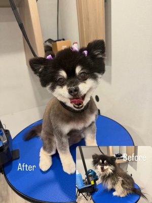 Before and After - Check out our website for more before and after pictures.
This is Priscilla, cute Pomeranian with the happiest smile! Before and After - Check out our website for more before and after pictures.
This is Priscilla, cute Pomeranian with the happiest smile!