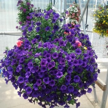 Hanging plants - Hanging plants Hanging plants - Hanging plants
