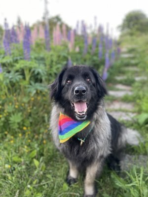 Manners Consultations - I offer manners consultations also! This is for dogs who need help with general issues; such as leash pulling, jumping and other basic manners. Manners Consultations - I offer manners consultations also! This is for dogs who need help with general issues; such as leash pulling, jumping and other basic manners.