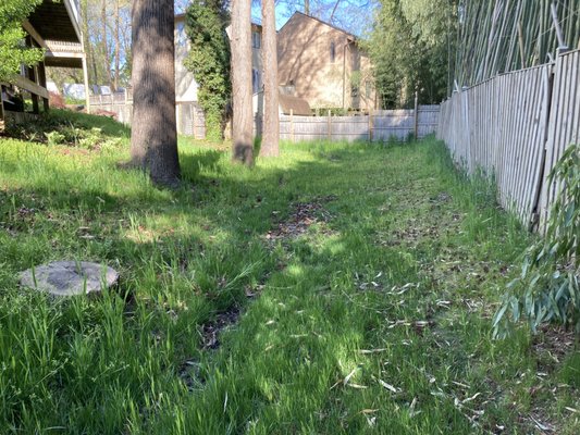 Project D - This homeowner was looking to remove as much grass as possible, and the invasive bamboo which is not displayed in these pictures (the bamboo was covered throughout the backyard space). They also had severe water drainage issues which we addressed using native plants that were best suited for water absorption. Now they can sit on their deck and look out over their young native plant habitat enjoying the accompanying wildlife that began to visit their home from the moment the plants arrived. Project D - This homeowner was looking to remove as much grass as possible, and the invasive bamboo which is not displayed in these pictures (the bamboo was covered throughout the backyard space). They also had severe water drainage issues which we addressed using native plants that were best suited for water absorption. Now they can sit on their deck and look out over their young native plant habitat enjoying the accompanying wildlife that began to visit their home from the moment the plants arrived.