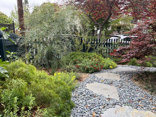 Echo Park Craftsman - The front entrance to a craftsman in Echo Park centered on a red Japanese maple and flagstone path.