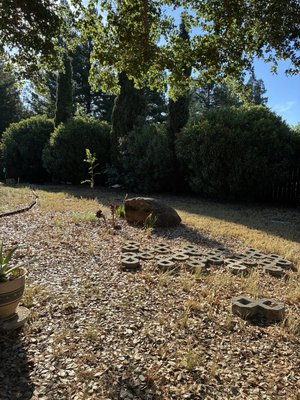 Before And After Oleander Trimmed In Sacramento - Sammy’s Tree Services, Shaped Oleanders. Before And After Oleander Trimmed In Sacramento - Sammy’s Tree Services, Shaped Oleanders.