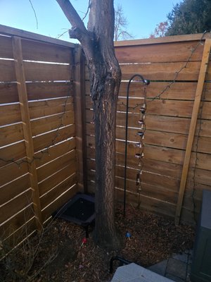 Honey Locust Removal - The HOA contact customer and told them they did not want that tree there anymore and she had to get it removed. Honey Locust Removal - The HOA contact customer and told them they did not want that tree there anymore and she had to get it removed.