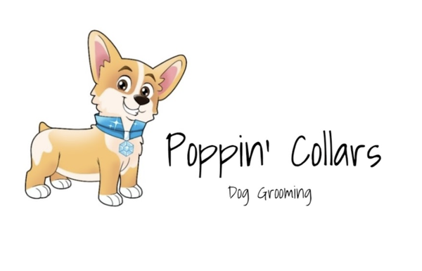 Last-Minute Appointments Available! - Basic Groom Starting at $40! Book Now via Text/Call & Schedule Drop Off Time along with Affordable Services! We are caring and compassionate groomers that treat every dog as our own. Whether your furry friend needs a bath, a blowout or a nail trim, they'll always receive the star treatment at Poppin' Collars! Last-Minute Appointments Available! - Basic Groom Starting at $40! Book Now via Text/Call & Schedule Drop Off Time along with Affordable Services! We are caring and compassionate groomers that treat every dog as our own. Whether your furry friend needs a bath, a blowout or a nail trim, they'll always receive the star treatment at Poppin' Collars!