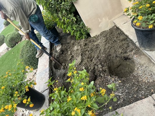Plant Install (New look for Yard) - These new yellow lantenas gave a great look for this front yard. Plant Install (New look for Yard) - These new yellow lantenas gave a great look for this front yard.