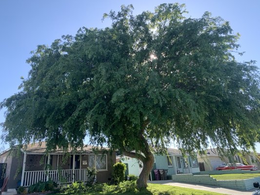 Tree Pruning - Customer was thinking of removing but really liked the tree. Who wouldn’t? A beautiful and shady tree is always nice as long as it’s in the right area. Tree Pruning - Customer was thinking of removing but really liked the tree. Who wouldn’t? A beautiful and shady tree is always nice as long as it’s in the right area.