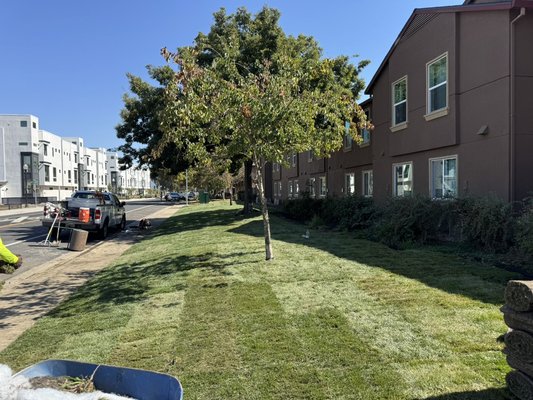 Sod installation - Sod installation Sod installation - Sod installation