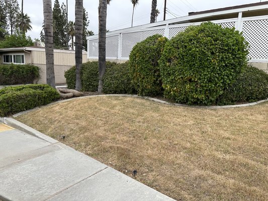 DESCOMPOSITE GRANITE WITH
DROUGHT TOLERANT PLANTS - On this project we take out all the grass and 3” on dirt, to create a drought tolerant Lanscape.
We install weed barrier with 6” staples to prevent weeds,
Planting tolerant plants with drip system irrigation,
Brown bender board to separate descomposite granite and Apache pebble rock. DESCOMPOSITE GRANITE WITH
DROUGHT TOLERANT PLANTS - On this project we take out all the grass and 3” on dirt, to create a drought tolerant Lanscape.
We install weed barrier with 6” staples to prevent weeds,
Planting tolerant plants with drip system irrigation,
Brown bender board to separate descomposite granite and Apache pebble rock.
