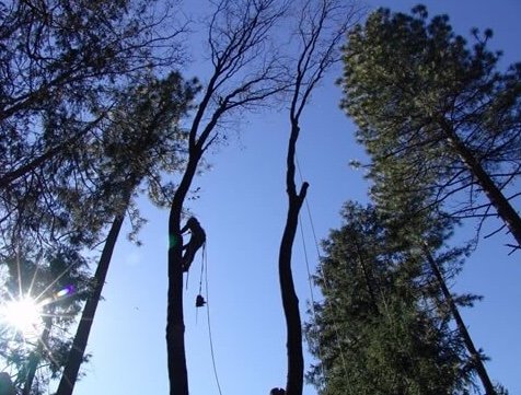 Tree Trimming - Here are some pictures of the tree trimming services we are known for. Don’t hesitate to call us, schedule a consultation with one of our certified arborists, and avail of our tree trimming and cutting services in Oroville, CA. Tree Trimming - Here are some pictures of the tree trimming services we are known for. Don’t hesitate to call us, schedule a consultation with one of our certified arborists, and avail of our tree trimming and cutting services in Oroville, CA.