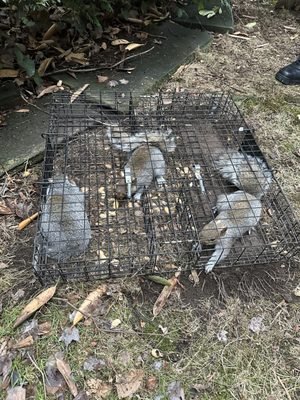 Wildlife Removal - Providing efficient, humane capture and removal of destructive, dangerous, or diseased animals. Problem animals include, but are not limited to:
raccoons, squirrels, skunks, possums, and rats residing in your attic, walls, basement and under your home or business. Wildlife Removal - Providing efficient, humane capture and removal of destructive, dangerous, or diseased animals. Problem animals include, but are not limited to:
raccoons, squirrels, skunks, possums, and rats residing in your attic, walls, basement and under your home or business.