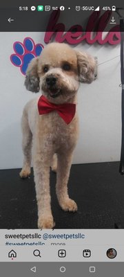 Medium dogs - medium dogs puppy cut and fresh cuts Medium dogs - medium dogs puppy cut and fresh cuts