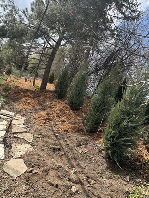 evergreen planting and white cedar mulch installation. - evergreen planting and white cedar mulch installation.