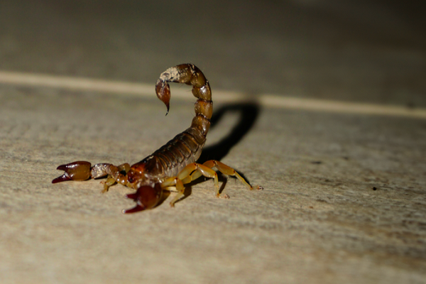 Scorpion Control - Our highly trained scorpion control experts have encountered their fair share of scorpions, and we just know just how distressing it can be to discover one in your home. Scorpions can be quite aggressive, and a sting can be venomous or even deadly. TruForce Pest Control works with you to prevent scorpions from finding entry to your home, eliminating their nests and breeding grounds to get to the source of your infestation – no matter the size! Seal Scorpions OutScorpions are clever, and they can use even the smallest cracks and crevices to gain entry to your home. Our scorpion services are designed to seal the perimeter block wall and fence line around your property, as well as sealing potential scorpion entry points around your house. The block wall is the primary nesting and breeding site for scorpions, and having it treated and sealed properly will dramatically decrease scorpion activity around your home.Scorpions are forced out of their nesting sites and out of your house and into the yard which increases their contact with our maintenance barriers applied by your service professionals.Our scorpion seal treatment will eliminate the cracks and crevices around your home and property that are vulnerable to scorpion intrusion. This innovative approach using the best sealant products available provides assurance that the job is done right the first time.We dust and seal block walls and fences around the perimeter of your property, as well as:EavesWeep holesWeatherstrippingExterior pipesJ-metalAnd any other potential scorpion entryways!Guaranteed ReliefWe’re so confident that our scorpion control services are effective and long-lasting, TruForce Pest Control guarantees the workmanship and materials for one year from the date of treatment. If there is a disintegration of materials or issue with installation techniques within up to one year of initial treatment, we will repair the affected areas at no cost to you. Scorpion Control - Our highly trained scorpion control experts have encountered their fair share of scorpions, and we just know just how distressing it can be to discover one in your home. Scorpions can be quite aggressive, and a sting can be venomous or even deadly. TruForce Pest Control works with you to prevent scorpions from finding entry to your home, eliminating their nests and breeding grounds to get to the source of your infestation – no matter the size! Seal Scorpions OutScorpions are clever, and they can use even the smallest cracks and crevices to gain entry to your home. Our scorpion services are designed to seal the perimeter block wall and fence line around your property, as well as sealing potential scorpion entry points around your house. The block wall is the primary nesting and breeding site for scorpions, and having it treated and sealed properly will dramatically decrease scorpion activity around your home.Scorpions are forced out of their nesting sites and out of your house and into the yard which increases their contact with our maintenance barriers applied by your service professionals.Our scorpion seal treatment will eliminate the cracks and crevices around your home and property that are vulnerable to scorpion intrusion. This innovative approach using the best sealant products available provides assurance that the job is done right the first time.We dust and seal block walls and fences around the perimeter of your property, as well as:EavesWeep holesWeatherstrippingExterior pipesJ-metalAnd any other potential scorpion entryways!Guaranteed ReliefWe’re so confident that our scorpion control services are effective and long-lasting, TruForce Pest Control guarantees the workmanship and materials for one year from the date of treatment. If there is a disintegration of materials or issue with installation techniques within up to one year of initial treatment, we will repair the affected areas at no cost to you.