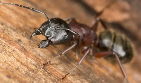 Ants - Honorable Pest Control eliminates ants in Michigan with a three-step system: colony identification and elimination including the queen, entry-point sealing, and a protective perimeter barrier. Carpenter ants, which damage wood, are the most destructive ant in Michigan and the most common reason to call a professional. Serving Ann Arbor and 82 SE Michigan cities with a 5.0 rating across 231 reviews. Call (734) 519-6671.

Ants contaminate food with 15+ disease-causing bacteria
Carpenter ants can damage your home's structure
DIY treatments only kill visible ants, not the colony