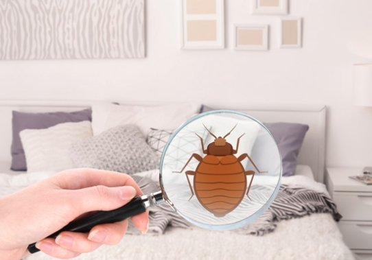 Bed Bug Extermination - Bed Bug Extermination