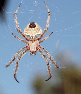Insect Services - It's not the ONE pest you see... It's the THOUSANDS you don't! Take control of your home and call Bug1one at 1-888 Bug-1one (284-1663) to schedule your free estimate today! Insect Services - It's not the ONE pest you see... It's the THOUSANDS you don't! Take control of your home and call Bug1one at 1-888 Bug-1one (284-1663) to schedule your free estimate today!