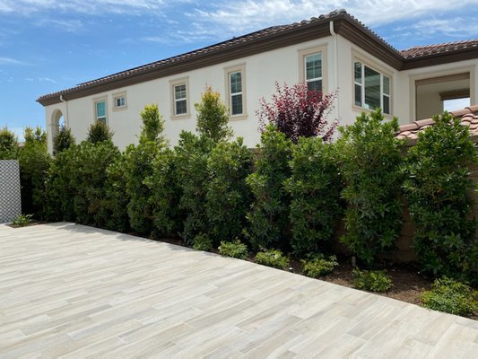 landscape - New construction that required a privacy hedge as part of the overall landscape project in very tight spaces to meet budget. landscape - New construction that required a privacy hedge as part of the overall landscape project in very tight spaces to meet budget.