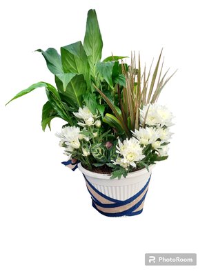 Plant Baskets - Bring nature indoors with our beautiful plant baskets! Perfect for any space. These lush and vibrant plants add a touch of green and tranquility. Ideal as gifts or for your home
Order your plant basket today and enjoy their natural beauty!
Call (530) 828-2669 Plant Baskets - Bring nature indoors with our beautiful plant baskets! Perfect for any space. These lush and vibrant plants add a touch of green and tranquility. Ideal as gifts or for your home
Order your plant basket today and enjoy their natural beauty!
Call (530) 828-2669